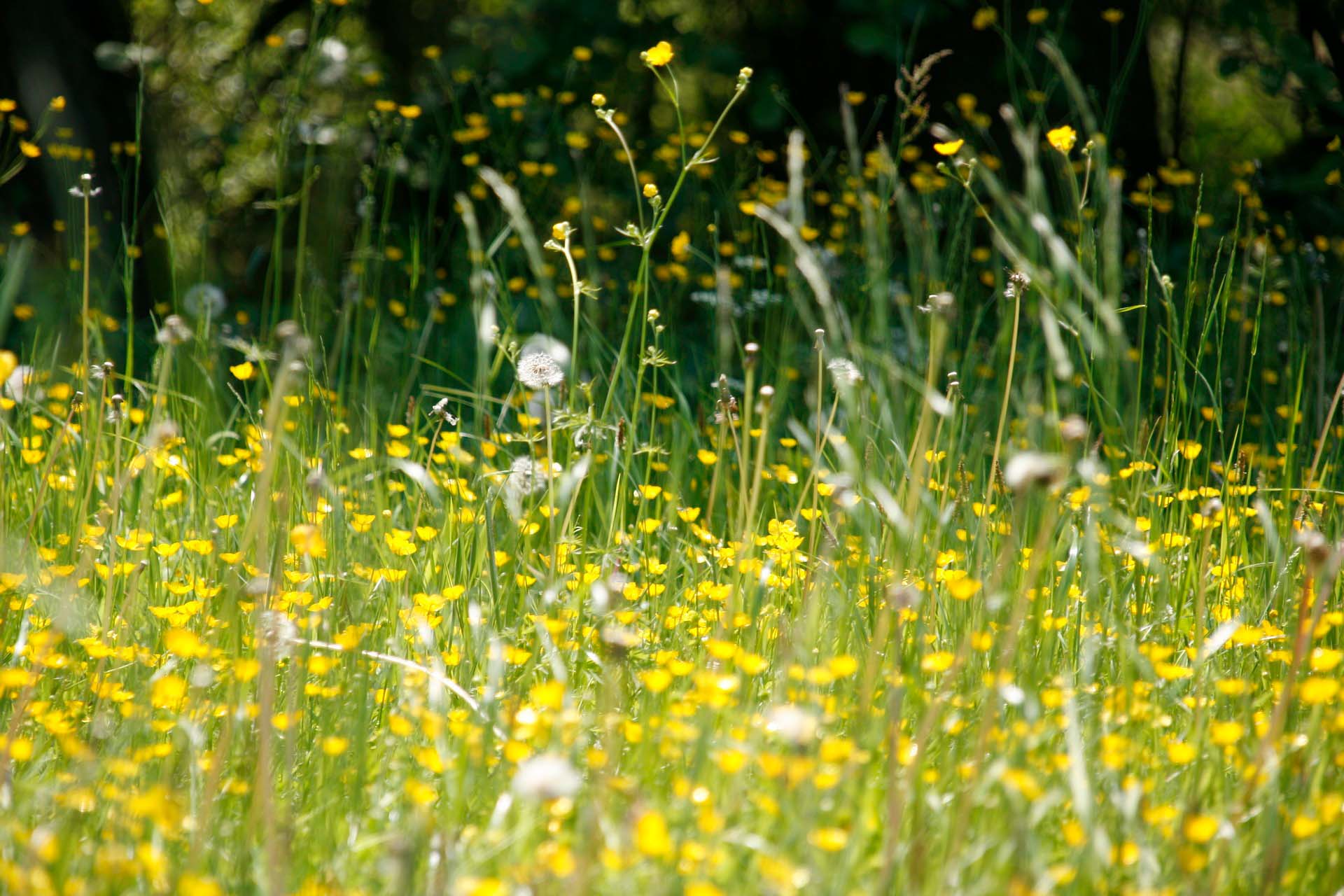 Forecasting allergy symptoms due to pollen